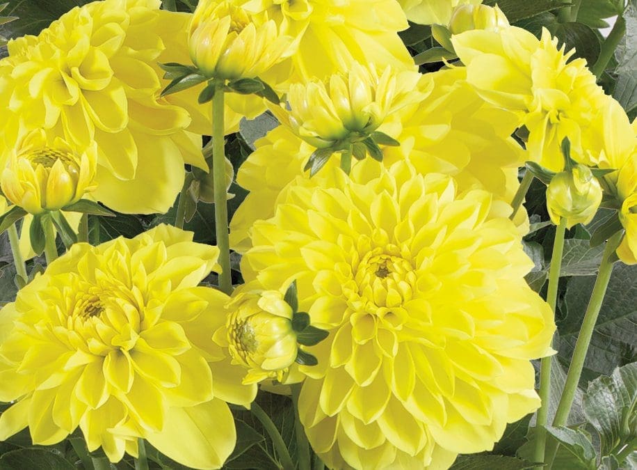 Dalina Grande Romero Dahlia