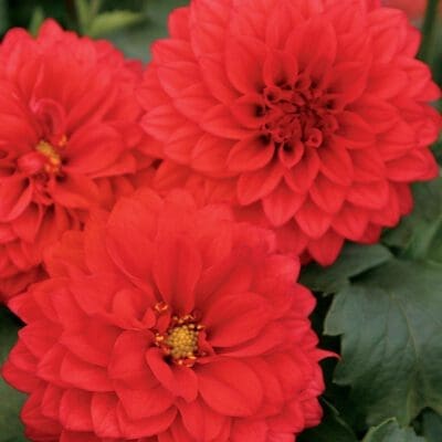Dalina Grande Topia Dahlia
