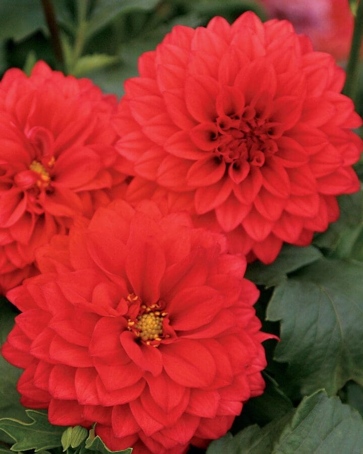 Dalina Grande Topia Dahlia