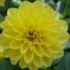 Dahlia Darlin Yellow (Sun)
