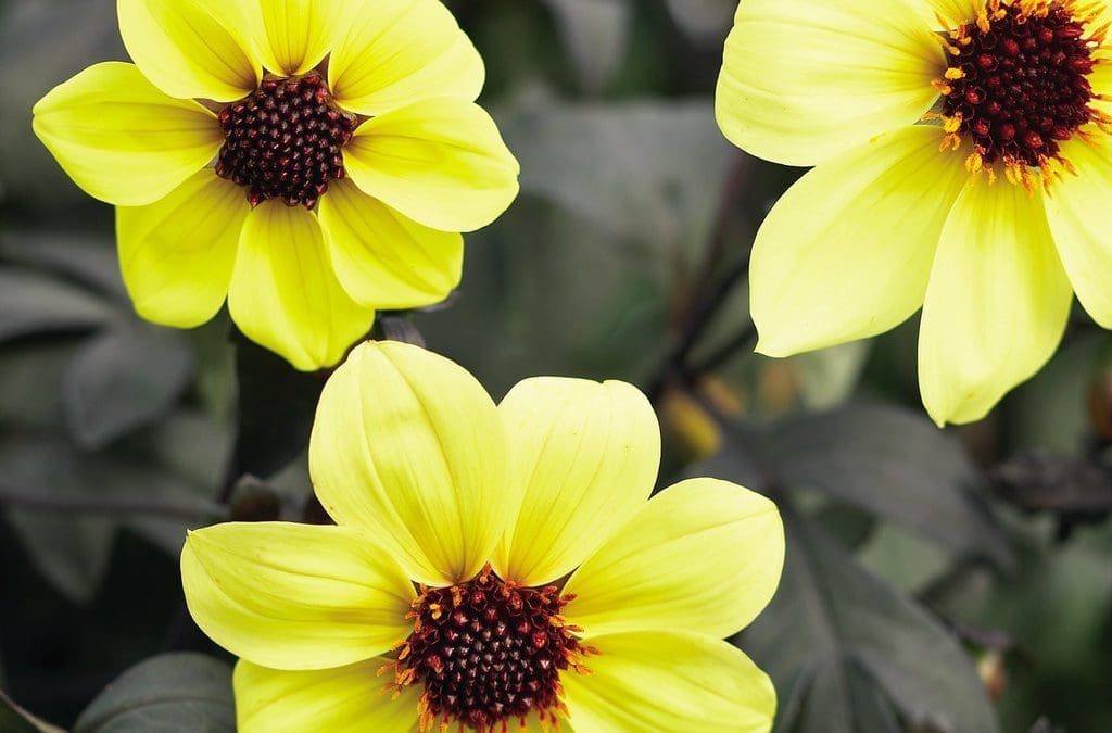 Mystic Illusion Dahlia