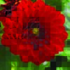 Dahlia Darlin Perfect Red (Sun)
