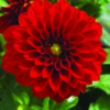 Dahlia Red (SUN)