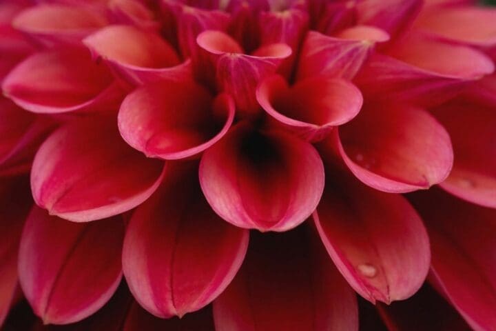 Dahlia Darlin Perfect Red (Sun) - Image 3