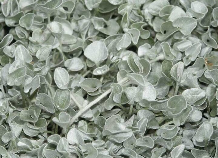 Silver Falls Dichondra