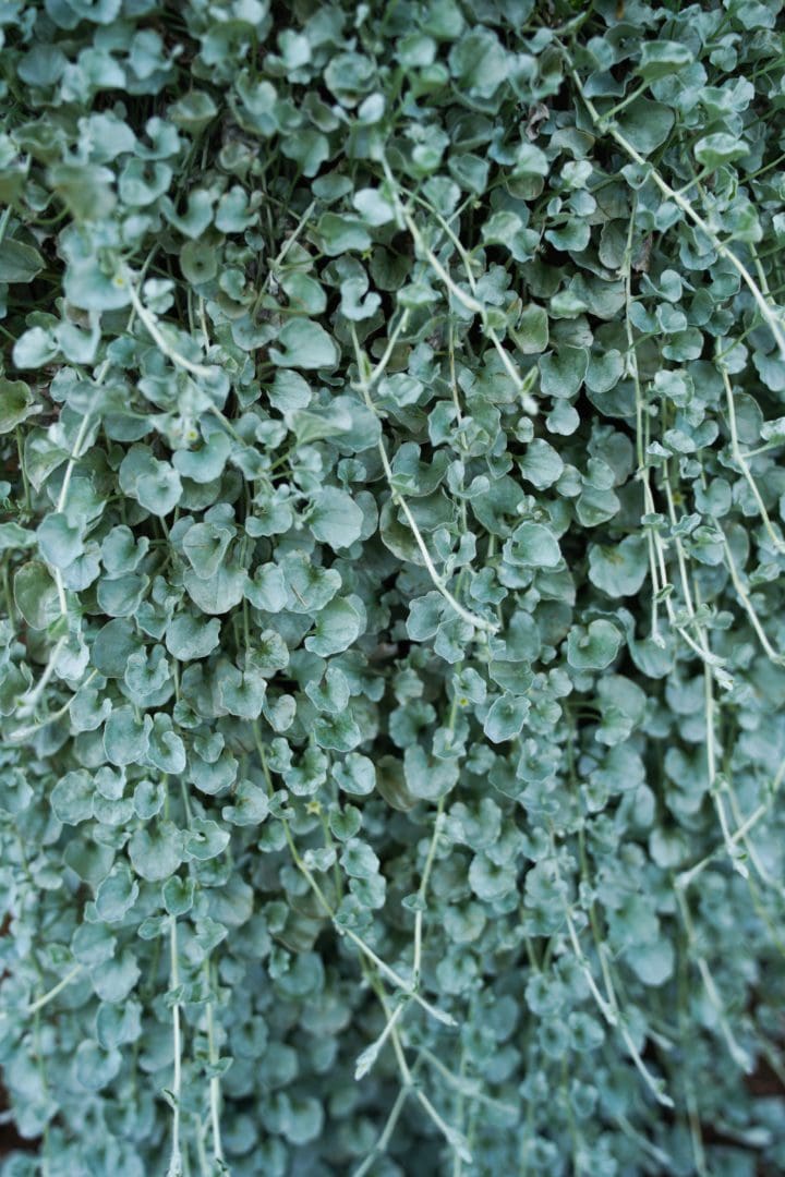 Silver Falls Dichondra - Image 3