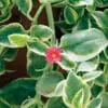 Dorotheanthus Mezoo Trailing Red (Sun)