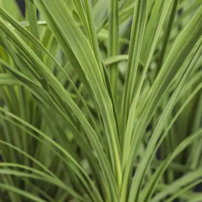 Dracaena Spike