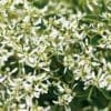 Euphorbia Diamond Frost (Sun)