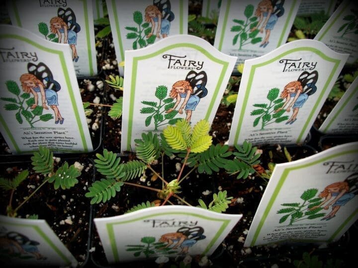 Ali’s Sensitive Plant - Image 3