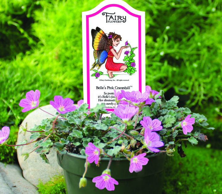 Belle’s Pink Cranesbill