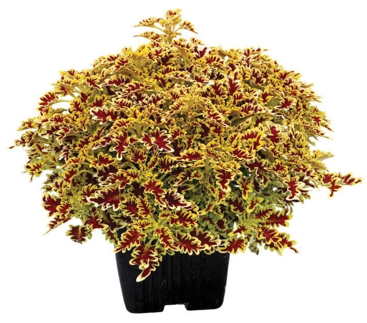 Christina's Lovebird Coleus - Image 2