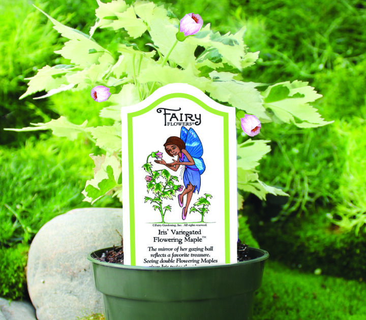 Iris’ Flowering Maple