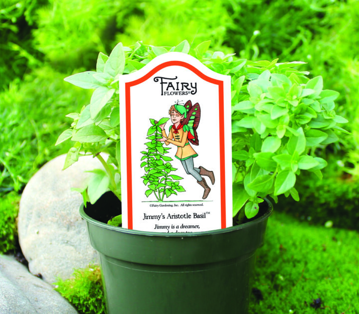 Jimmy’s Aristotle Basil