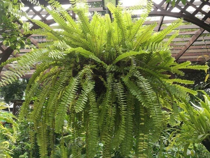 Boston Fern - Image 2