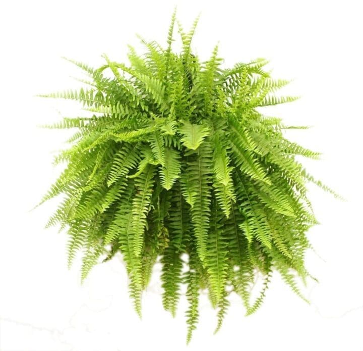 Boston Fern - Image 3