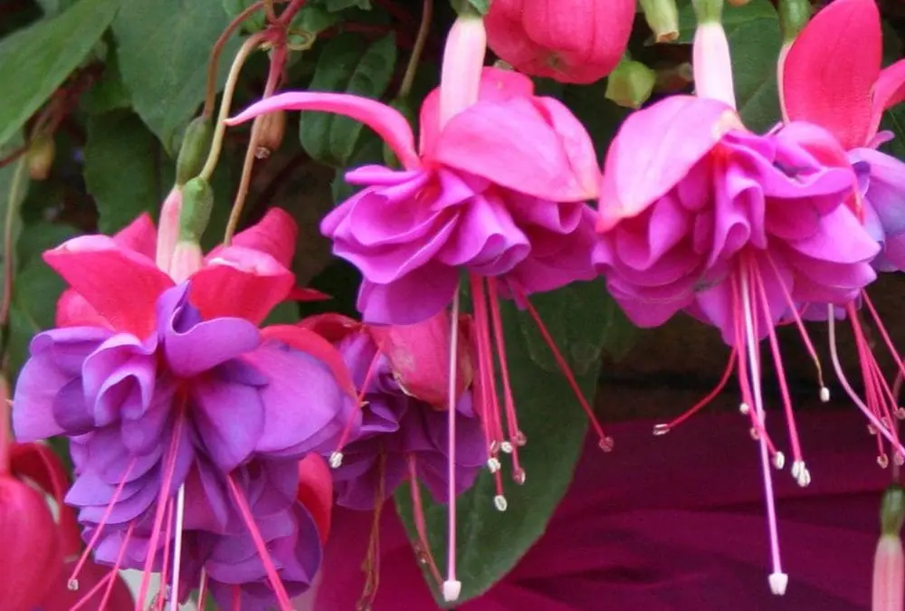 Blue Eyes Trailing Fuchsia