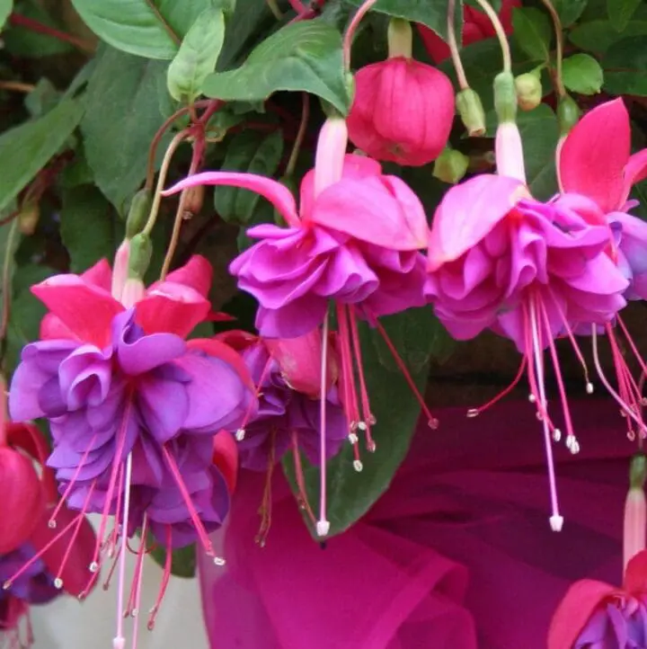 Blue Eyes Trailing Fuchsia