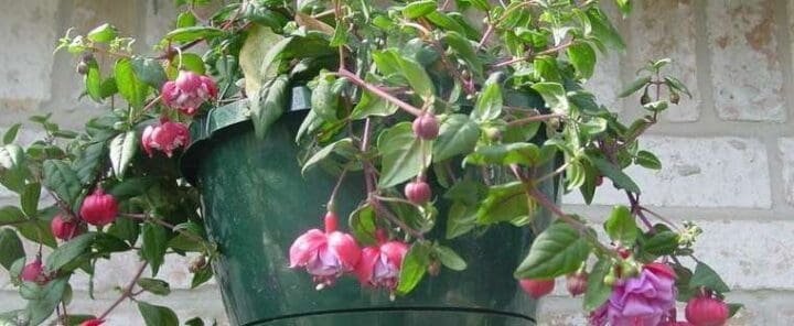 Blue Eyes Trailing Fuchsia - Image 2