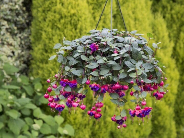 Fuchsia Dark Eyes Trailing Fuchsia (Shade)