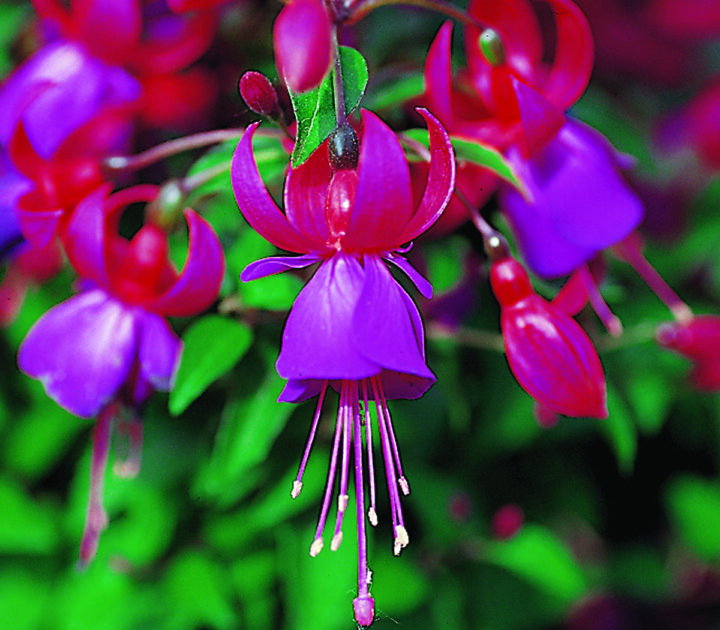 Shadow Dancers Marcia - Upright Rose/Purple Fuchsia