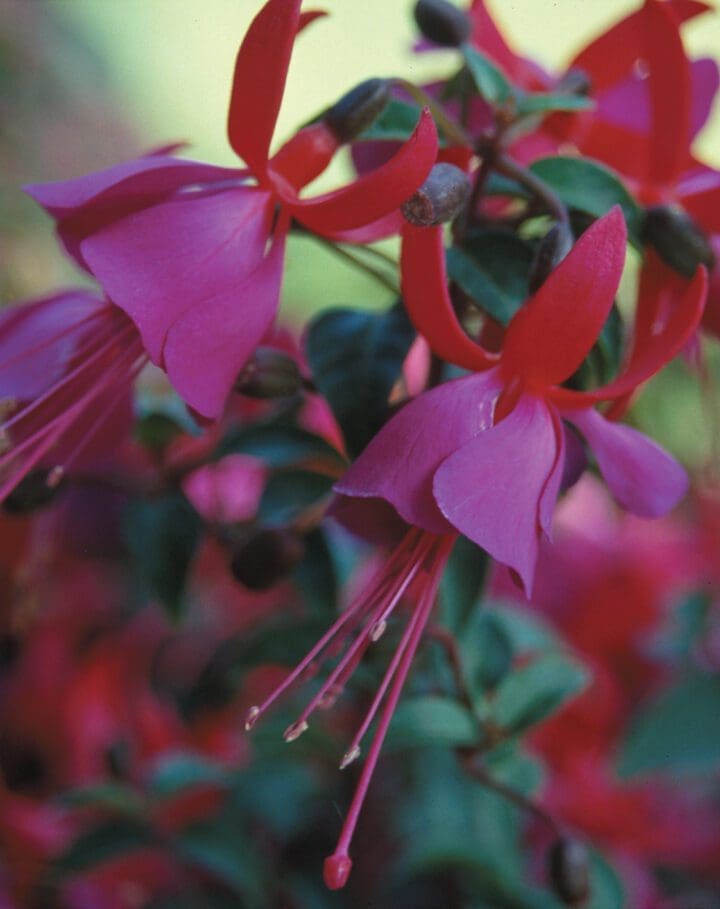 Shadow Dancers Marcia - Upright Rose/Purple Fuchsia - Image 3