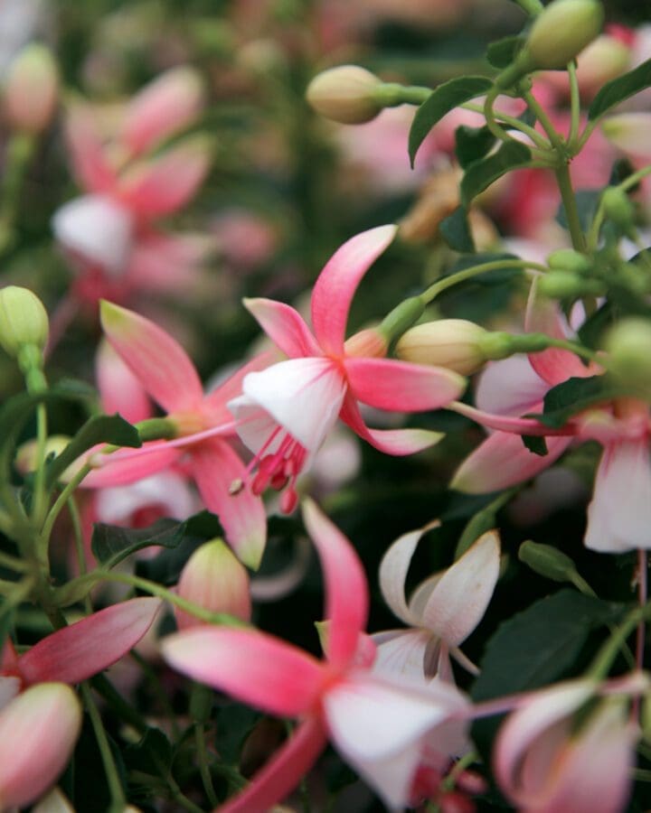 Shadow Dancers Rosella - Upright Fuchsia