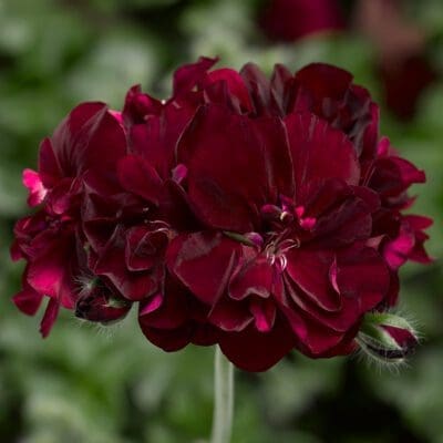 Ivy League Burgundy Ivy Geranium