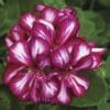 Geranium Ivy League Burgundy Bicolor