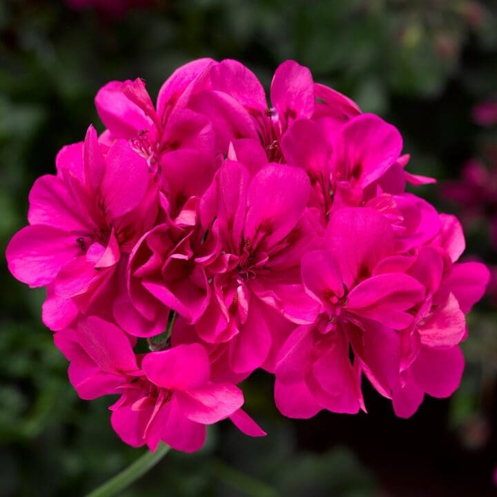 Ivy League Deep Pink Ivy Geranium