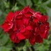 Geranium Ivy League Red (SUN)