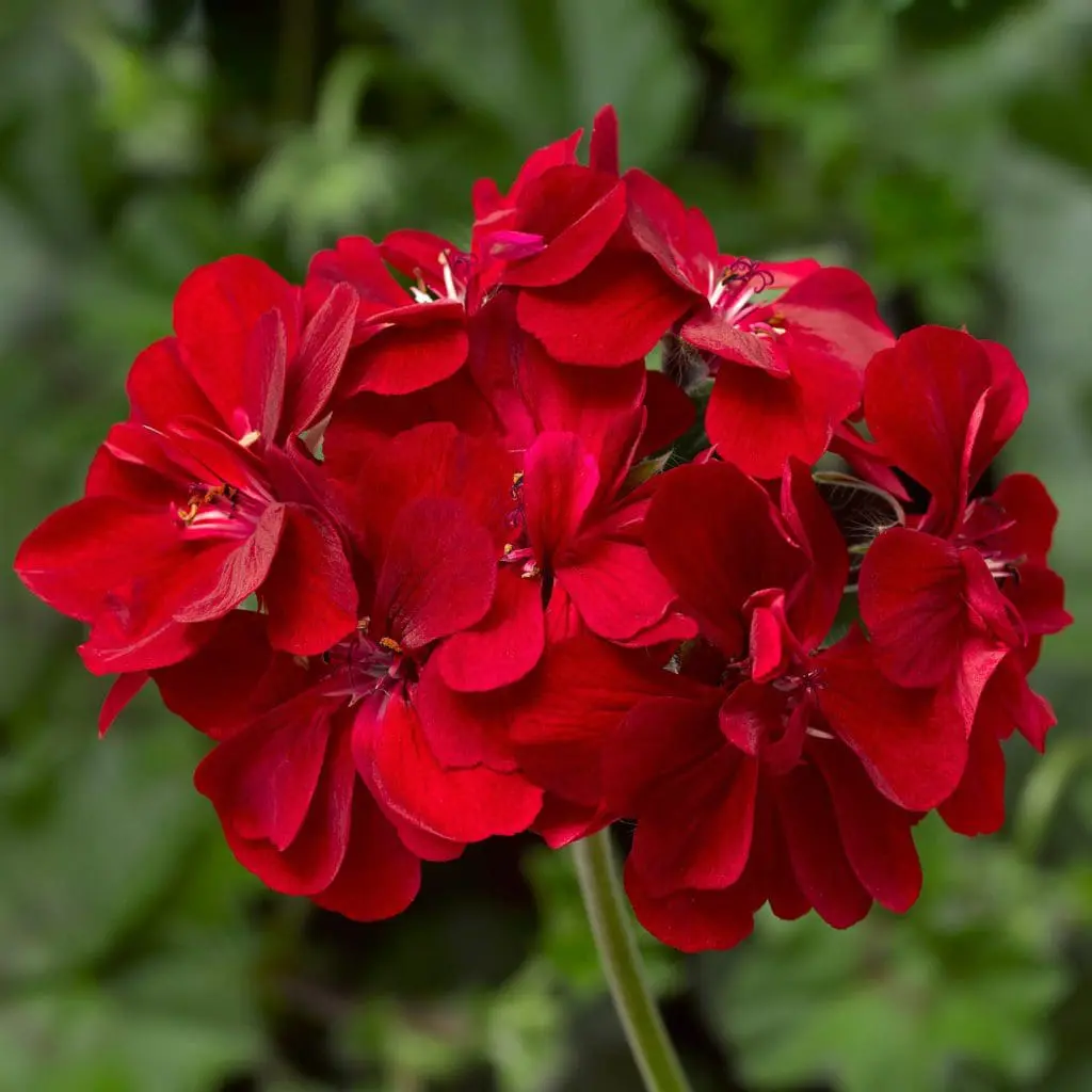Ivy League Burgundy Ivy Geranium Pahl's Market Apple Valley, MN