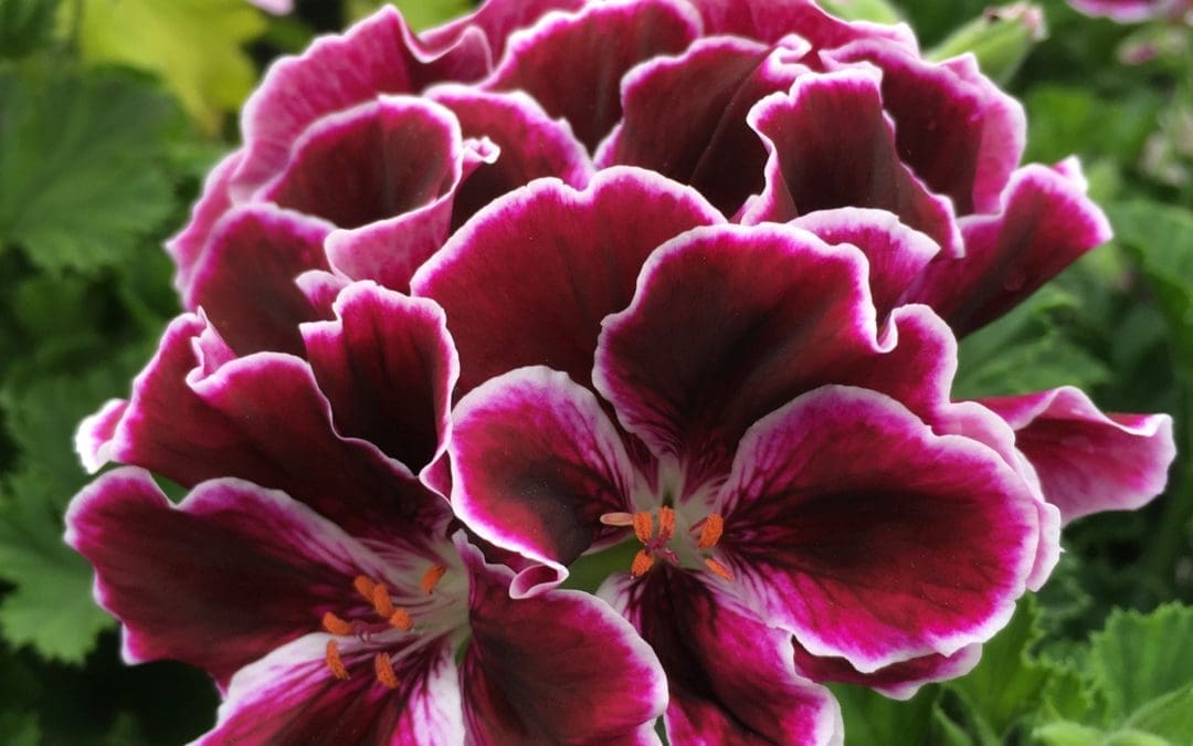 Elegance Imperial Regal Geranium