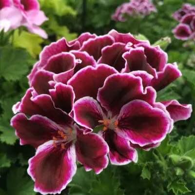 Elegance Imperial Regal Geranium