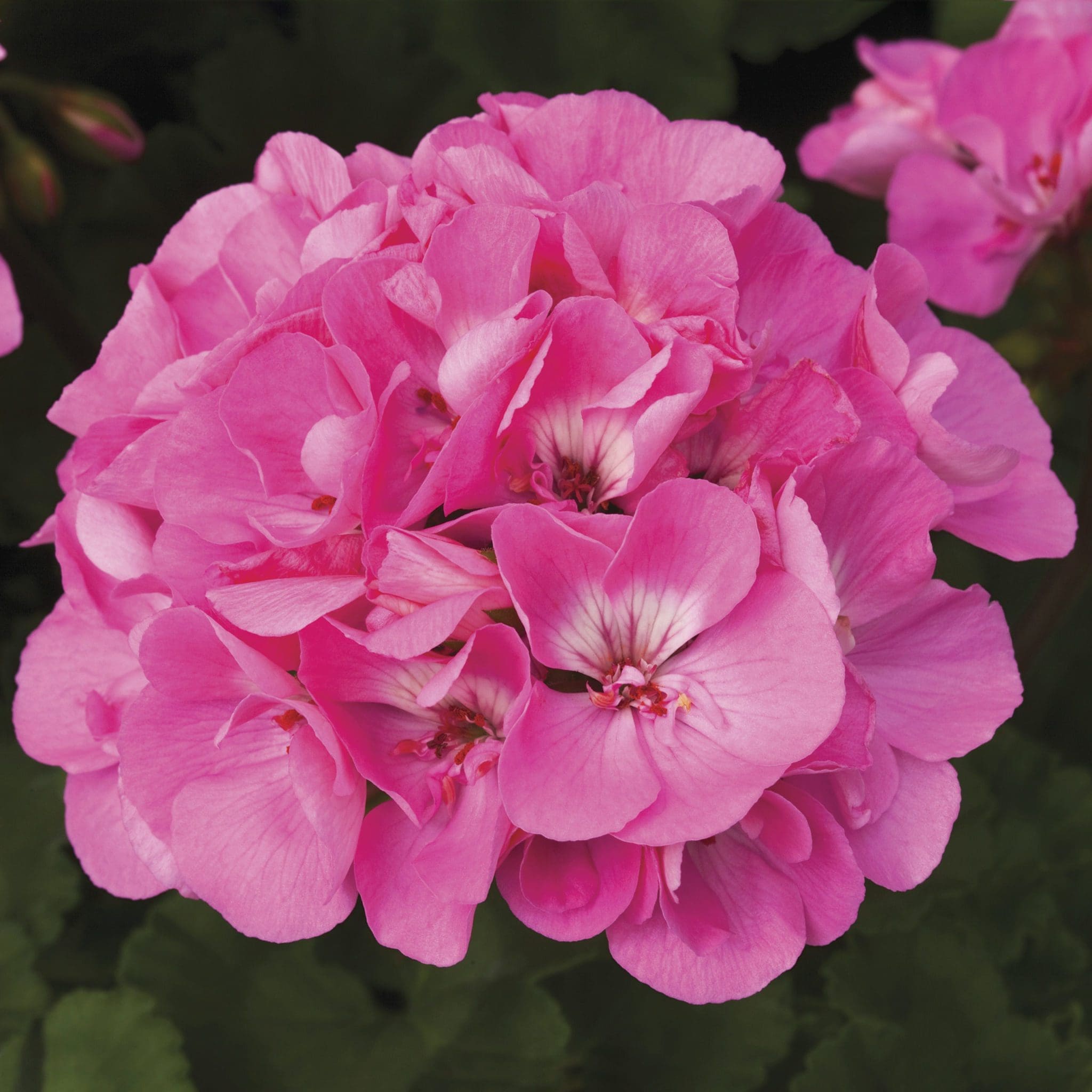 Geranium Zonal Shop Pahl's Online
