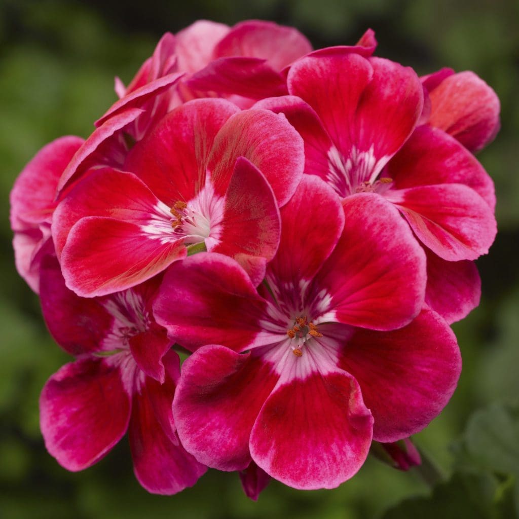 Tango Deep Rose w/ Eye Zonal Geranium 10