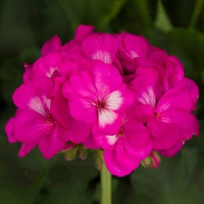 Tango Hot Pink Zonal Geranium