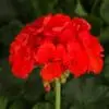 Geranium Zonal Tango Orange  (Sun)