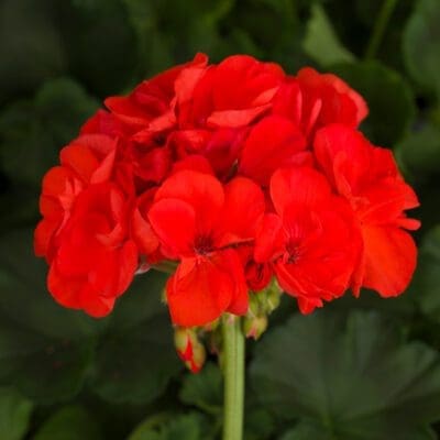 Tango Orange Zonal Geranium