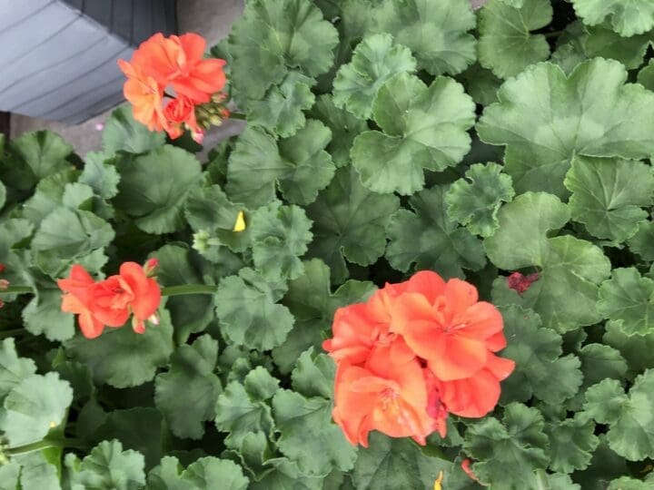 Tango Orange Zonal Geranium - Image 3