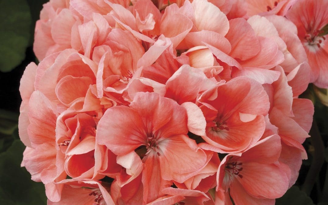 Tango Salmon Zonal Geranium 14″ Patio Pot