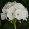 Geranium Zonal White (Sun)