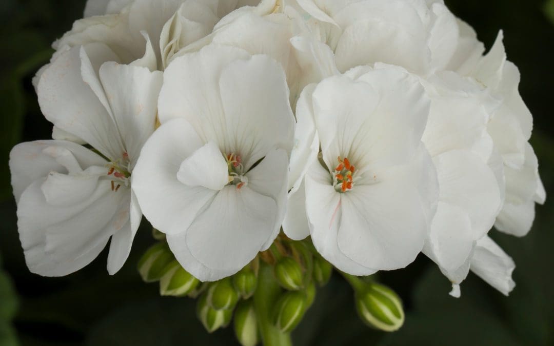 Tango White Zonal Geranium