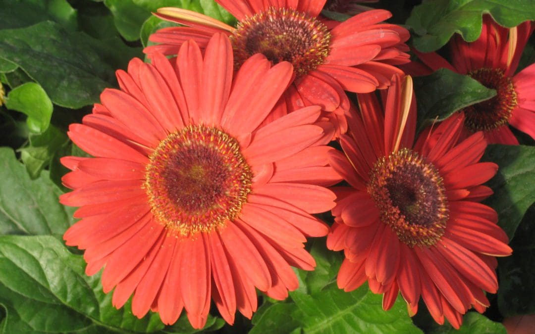 Royal Deep Orange Dark Eye Gerbera