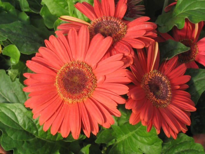 Royal Deep Orange Dark Eye Gerbera