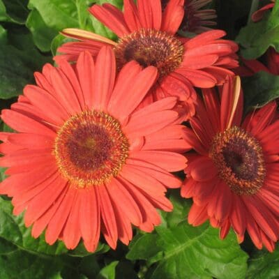 Royal Deep Orange Dark Eye Gerbera