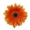 Royal Deep Orange Dark Eye Gerbera - Image 2