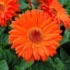 Royal Deep Orange Dark Eye Gerbera - Image 3