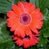 Gerbera Green Eye Jaguar Red (Sun)