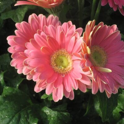 Royal Deep Rose Dark Eye Gerbera